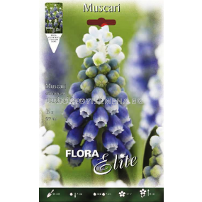 Мускари (Muscari) Touch of Snow - 1бр