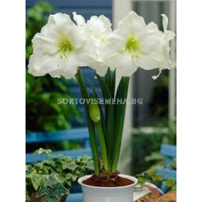 Амарилис Монт Бланк / Hippeastrum galaxy "Mont Blanc "/ 1 бр