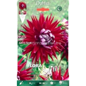 Далия Gerry Scott