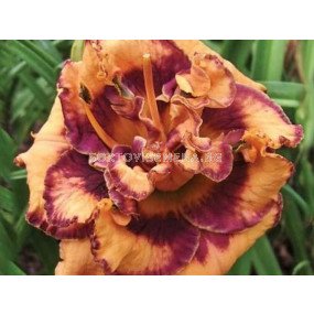 Хемерокалис двоен - тиква / Hemerocallis Double pumpkin / 1 бр