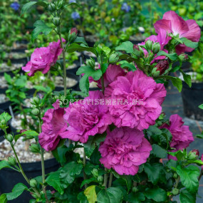 Хибискус (Hibiscus Syriacus Magenta Chiffon) – виолетов