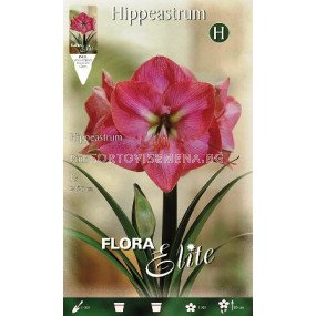 Амарилис Розов 