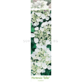 Хортензия/ Хидрангея (Hydrangea) - бяла  
