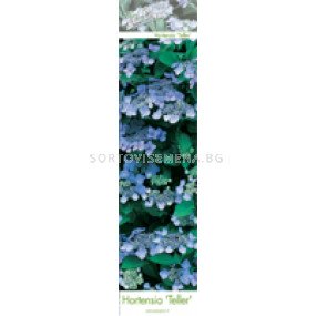 Хортензия/ Хидрангея (Hydrangea) - синя