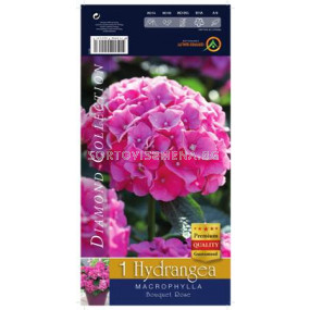 Хортензия (Hydrangea) - розова