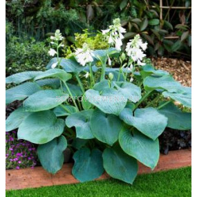 Хоста Bressigham Blue - Hosta Bressigham Blue 