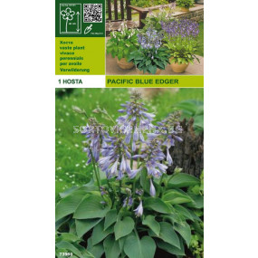 Хоста (Hosta) Pasific Blue Edger 