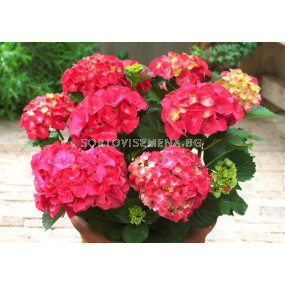 Хортензия (Hydrangea Macrophylla Red)– червена