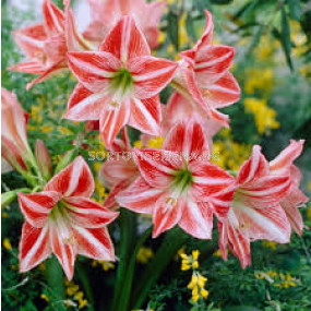 Амарилис /Hippeastrum 'Fairy Tale'/- 1 бр