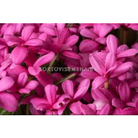 Родохипопсис /Rhodohypoxis baurii pink/ 1 бр