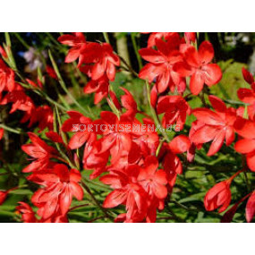 Шизостилис / Schizostylis coccinea / 1 бр