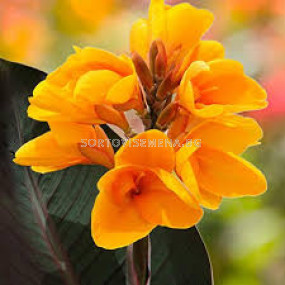 Канна с кафяви листа-жълта /Canna brownleaved yellow/-1 бр