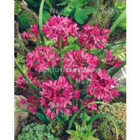 Декоративен лук Ореофилум /Allium oreophilum/