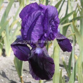 Ирис тъмно-син / iris germanica rood / 1 оп 
