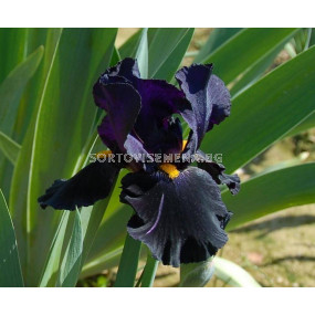 Ирис черен / iris germanica zwart / 1 оп 