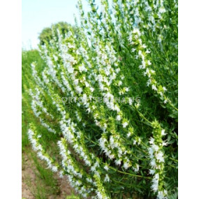 Семена Хисоп за масло (бял) 1 кг