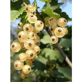 Касис бял - white currant