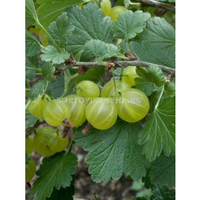 Касис (Ribes Uva-Crispa Hinnonmäki Grön)