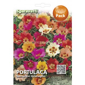 Семена Калдъръмче - едроцветно`SG