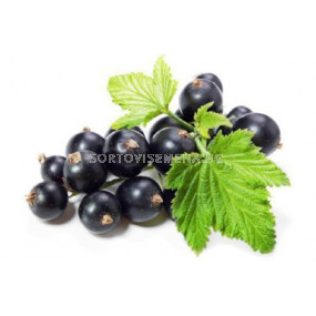 Касис - черно френско грозде - black currant