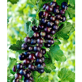 Касис черен (Black Currant) Titania