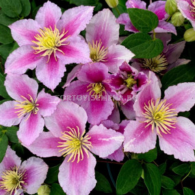 Клематис (Clematis Piilu)