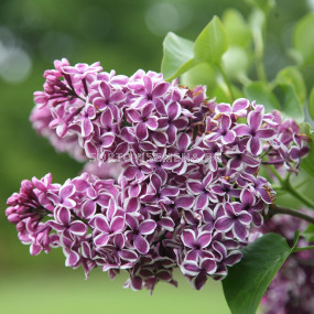 Люляк (Syringa Vulgaris Sensation)