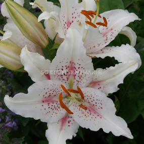 Лилиум - Lilium oriental 'Muscadet' - 1 бр