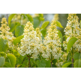 Люляк (Syringa Vulgaris Primrose)–кремаво-жълт