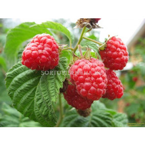 Малина червена