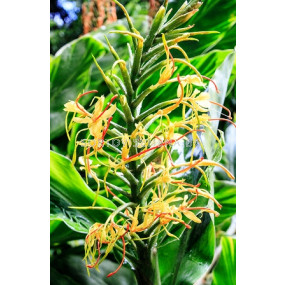 Хедихиум - Hedychium gardnerianum - 1бр