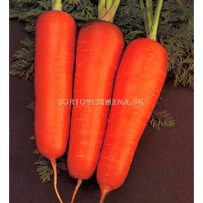 Семена моркови Курода
