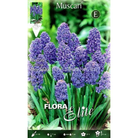 Мускари (Muscari) Blue Spike