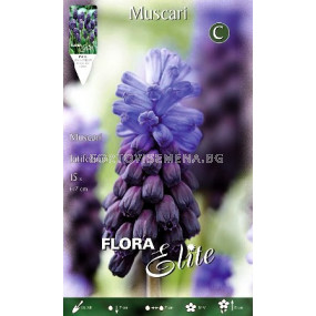 Мускари Latifolium - Muscari Latifolium