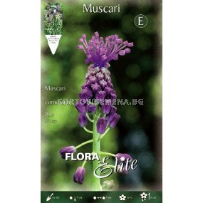 Мускари Comosum