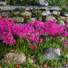 Нерине Изабел / Nerine bowdenii isabel / 1 бр