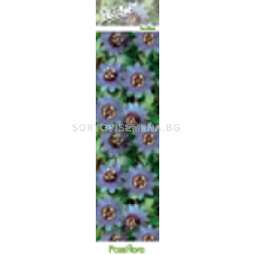 Пасифлора синя - Passiflora Purple Haze