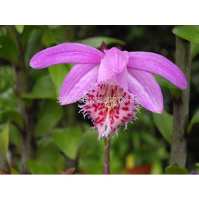 Земна орхидея / Pleione bulbocodioides / 1 бр