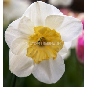 Нарцис Split Corona Papillon Blanc - 1бр