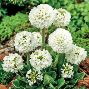 Примула бяла - Primula Denticulata Alba-1 бр				