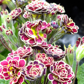 Иглика Elizabeth Killer Lav / 1 бр