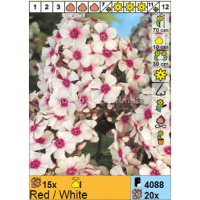 Флокс Red/White / 1 бр