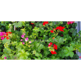 Сакъзче (разсад)