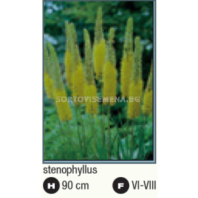 Еремурус Стенофилус /Eremurus stenophyllus/ - 1 брой