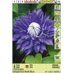 Клематис (Clematis) Lanuginosa Multi Blue