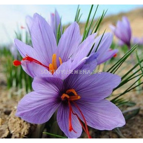 Шафран (Crocus sativus) 1 оп (10 бр)