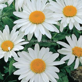 Маргаритки - Leucanthemum Maximum Alaska - 1 бр