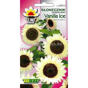 Семена декоративен слънчоглед - Vanilla Ice 