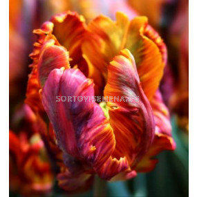 Лале (Tulip) Parrot Blumex Favourite 