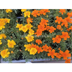Тагетес различни цветове (разсад)